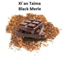 Xi'an Taima - Black Merle